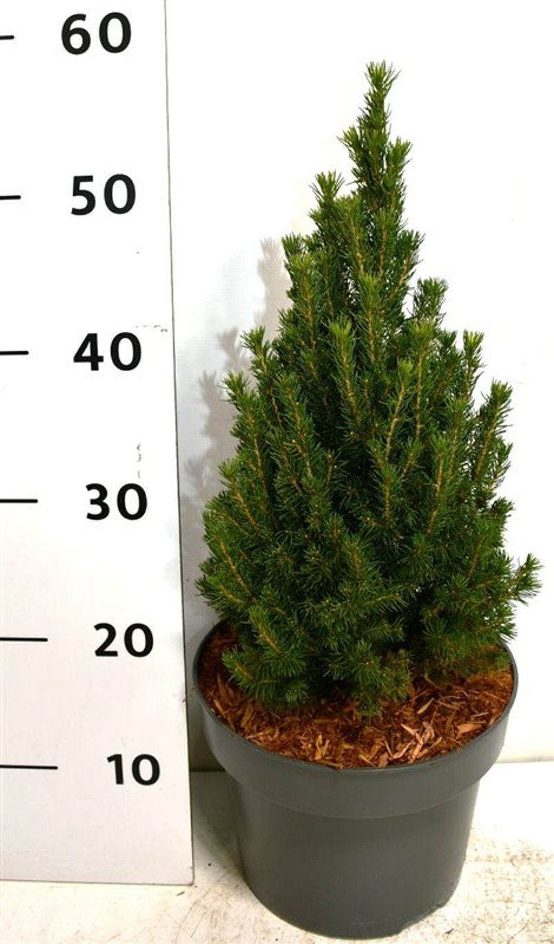 Picea gl. 'Zuckerhut' - C5 40-45 CM